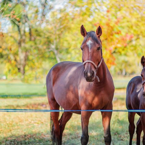 Mother horse and her little foal, close-up portrait on a pasture on a clear sunny day. Headshot of a beautiful mare with her foal.